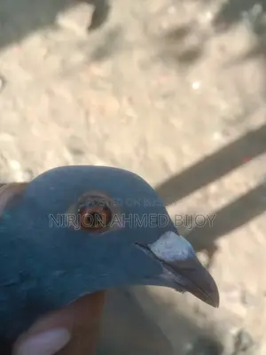 সবজি রেসারের একটি সিঙ্গেল নড় বিক্রি করা হবে