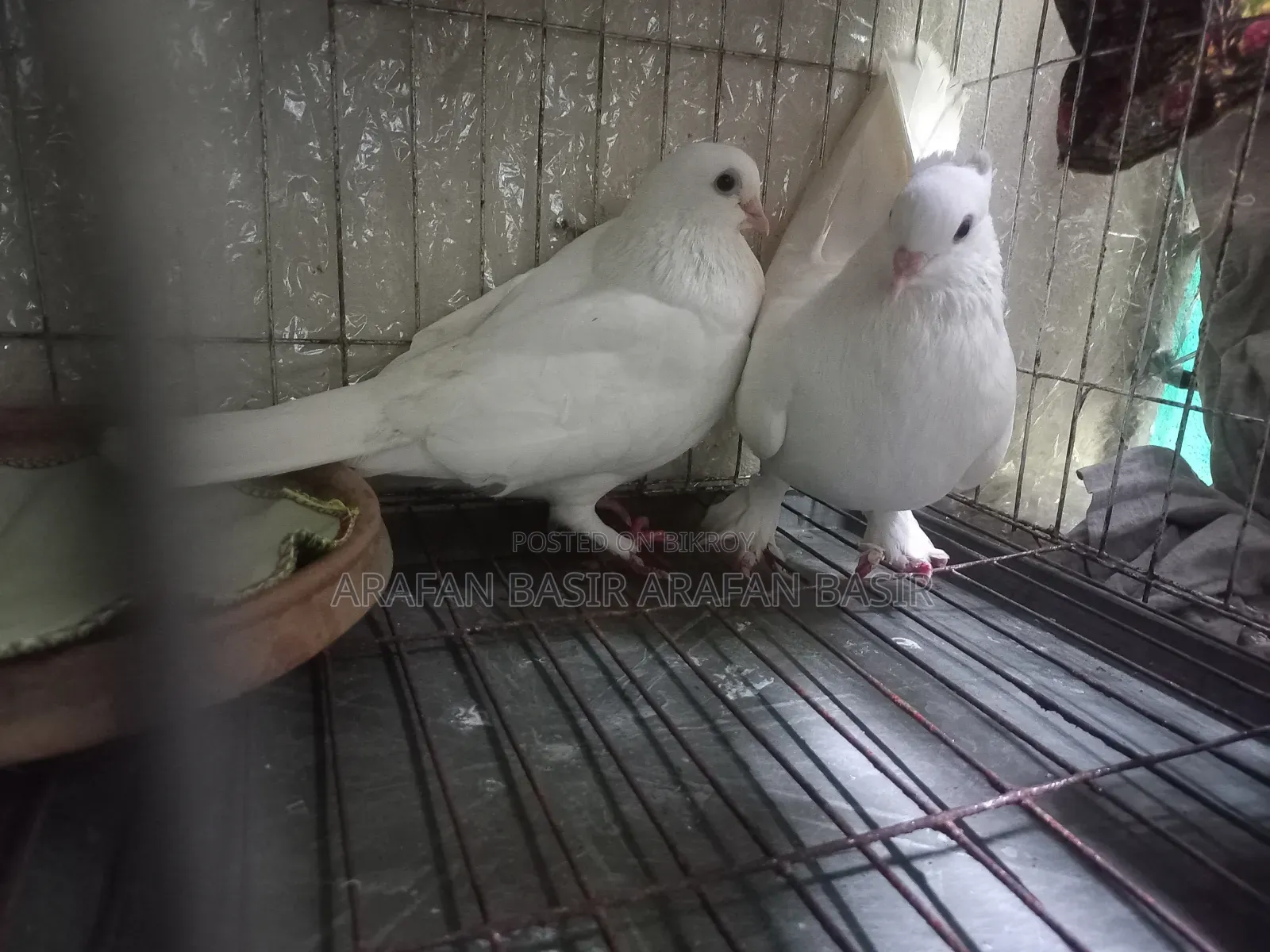 Kakji Pigeon