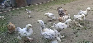 ব্রাহামা মুরগী
