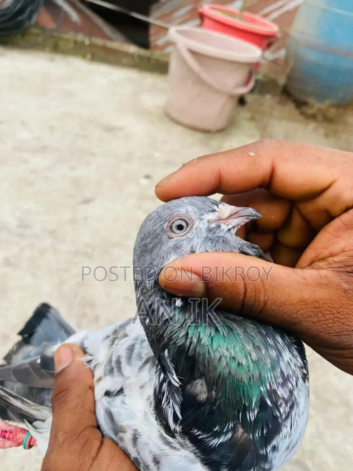 মাদি কবুতর