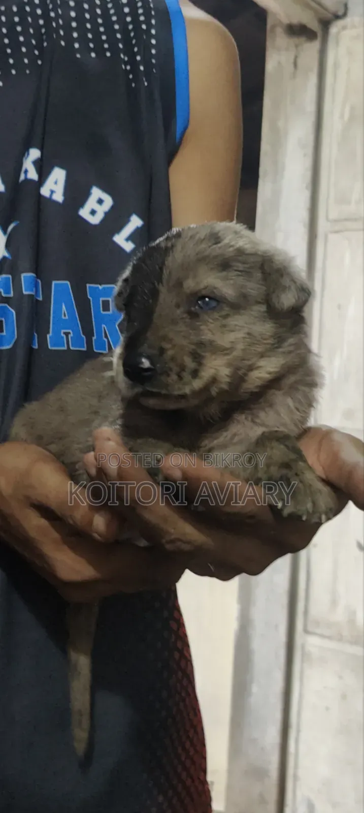 0-1 month Male Purebred Great Dane