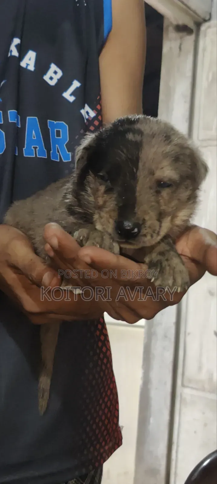 0-1 month Male Purebred Great Dane