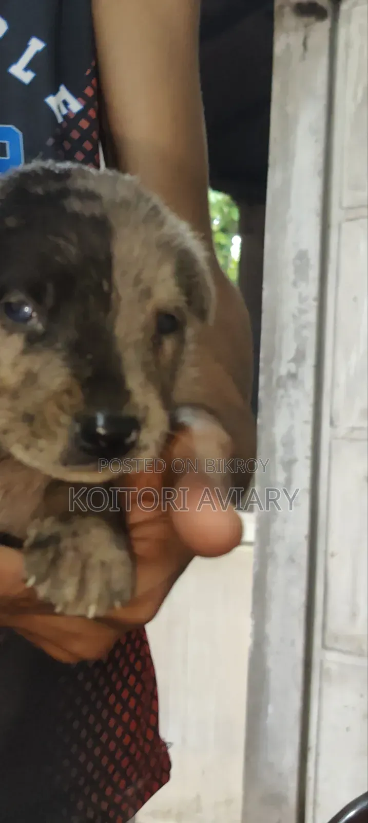 0-1 month Male Purebred Great Dane