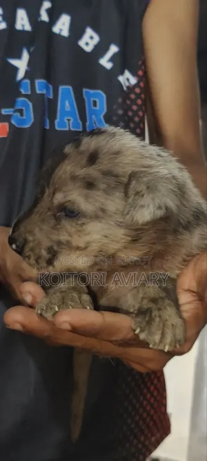 0-1 month Male Purebred Great Dane