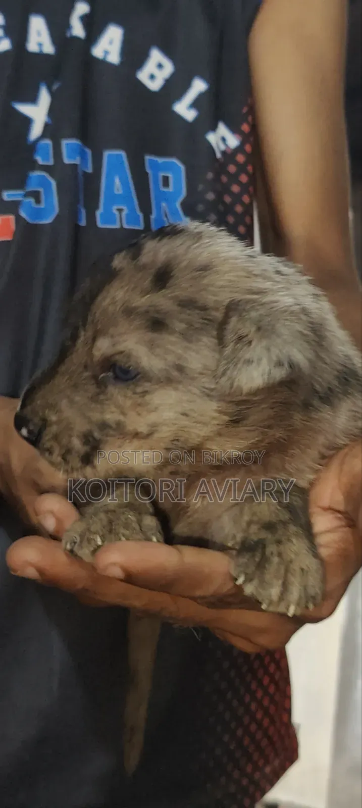 0-1 month Male Purebred Great Dane
