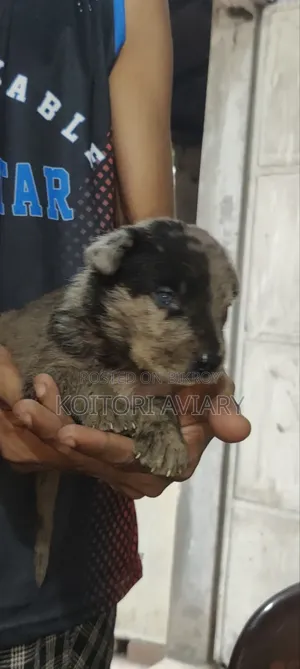 0-1 month Male Purebred Great Dane