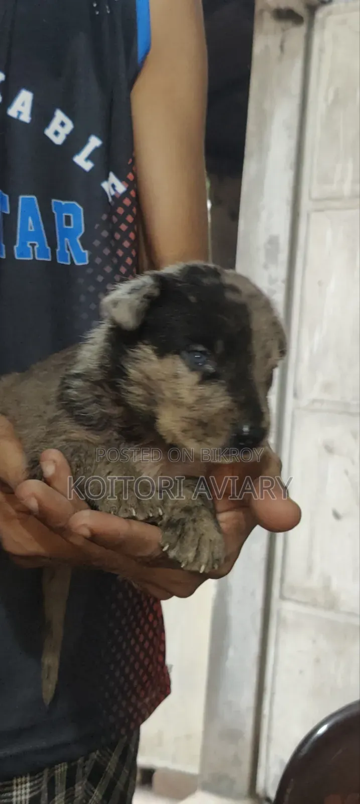 0-1 month Male Purebred Great Dane