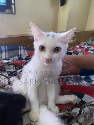 1-3 months Male Mixed Breed Persian Cat