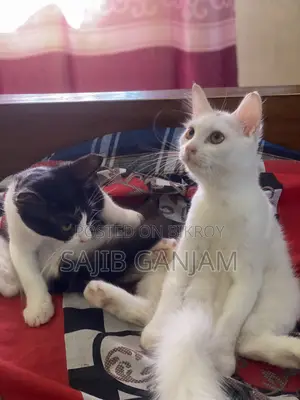 1-3 months Male Mixed Breed Persian Cat