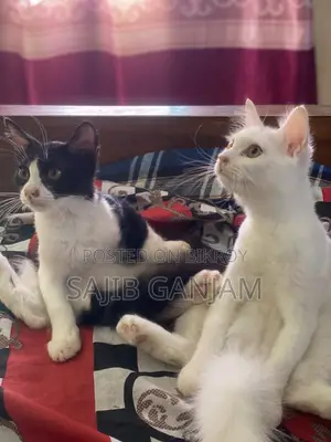 1-3 months Male Mixed Breed Persian Cat