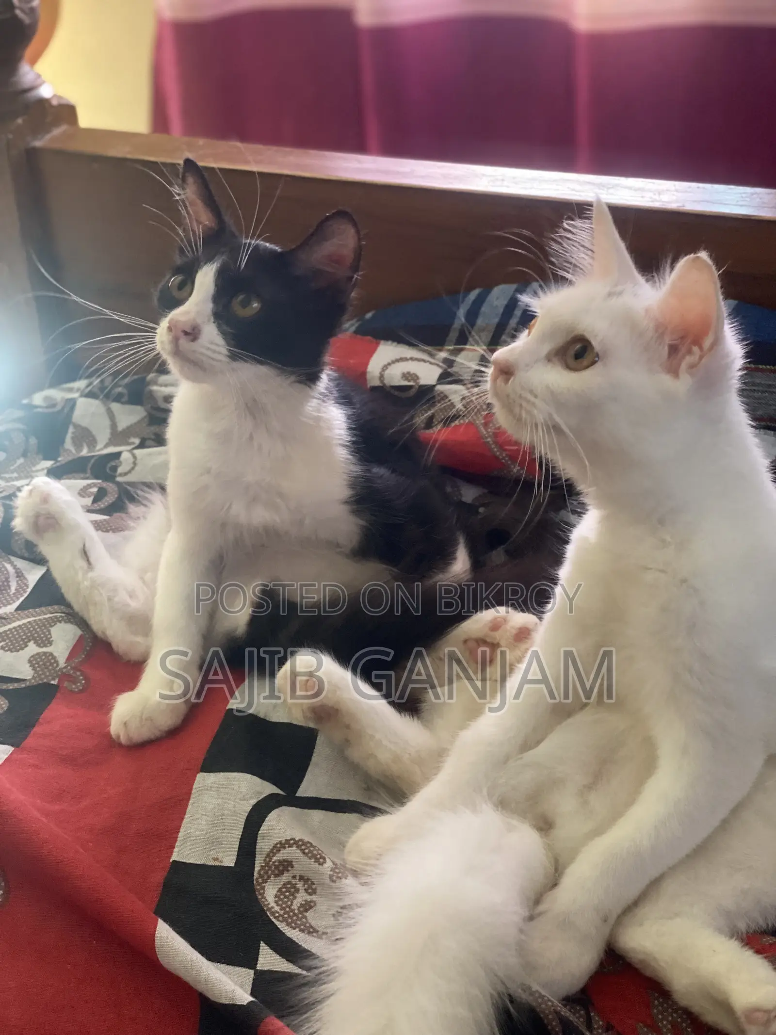 1-3 months Male Mixed Breed Persian Cat