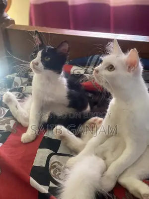 1-3 months Male Mixed Breed Persian Cat