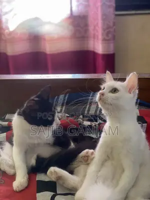 1-3 months Male Mixed Breed Persian Cat