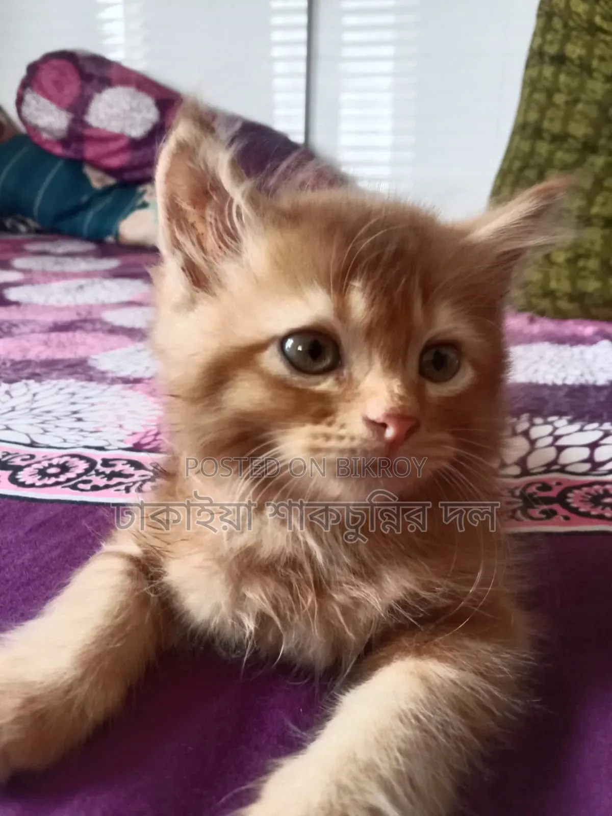 1-3 Months Female Mixed Breed Persian