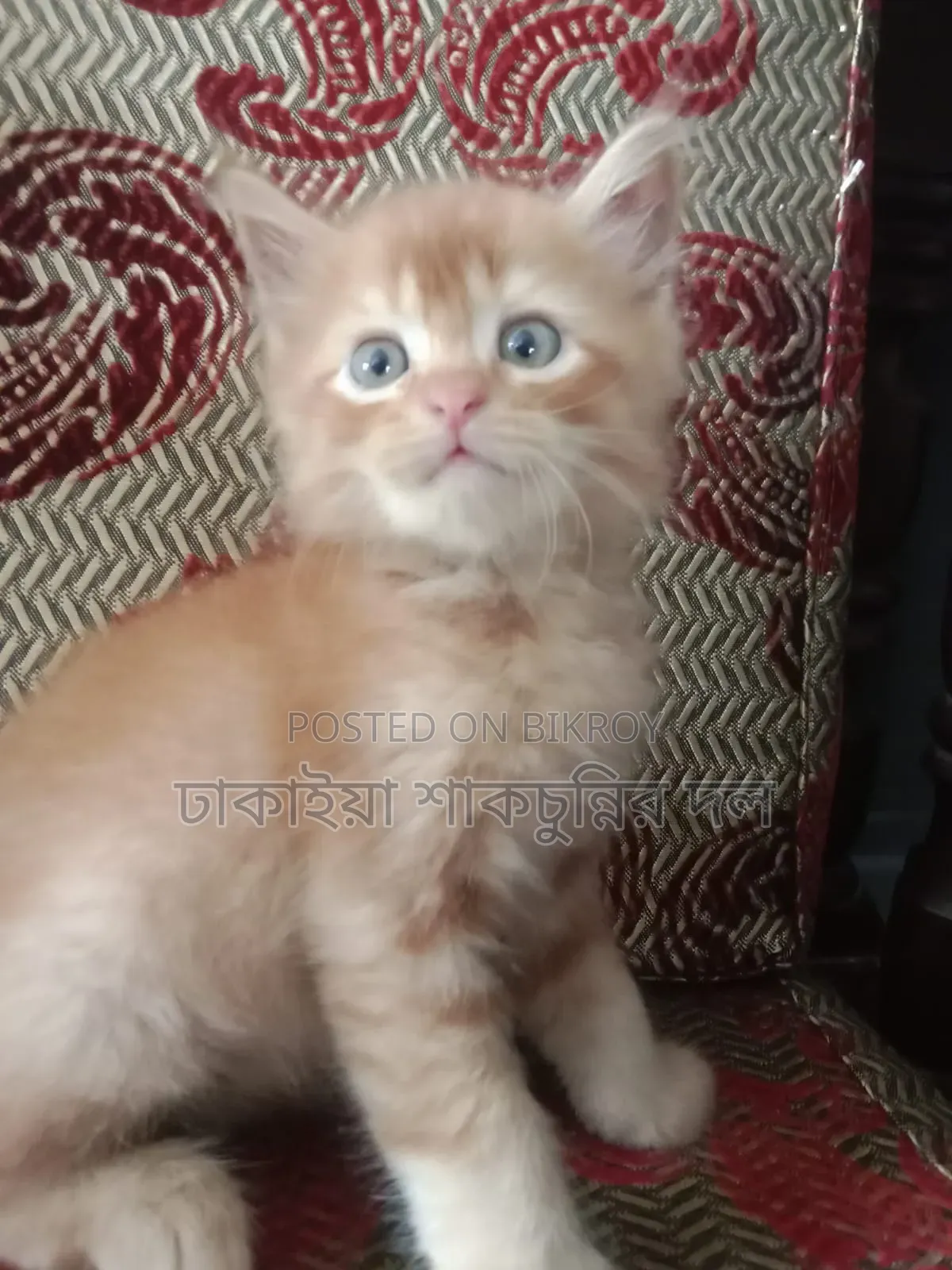 1-3 Months Female Mixed Breed Persian