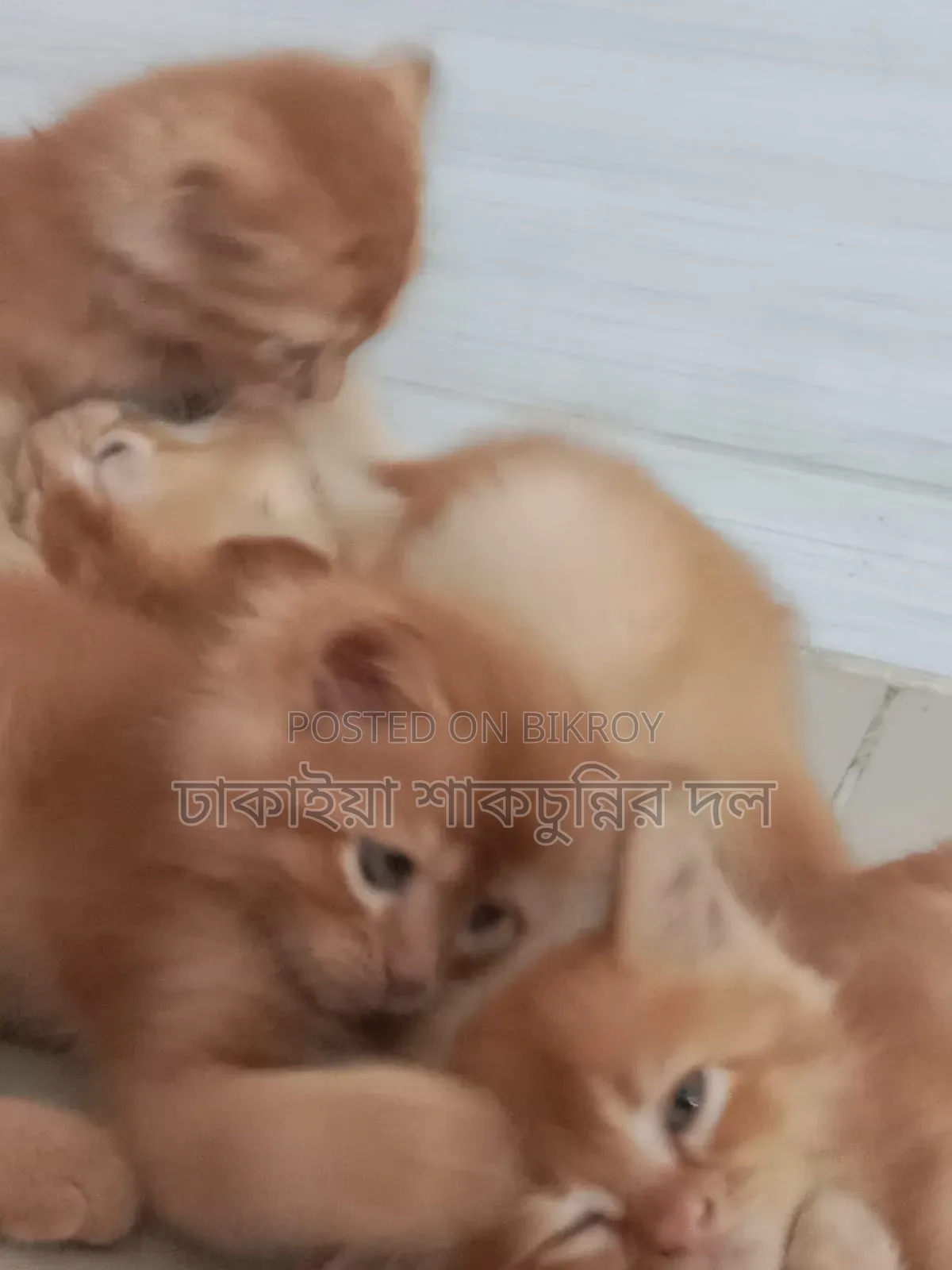 1-3 Months Female Mixed Breed Persian