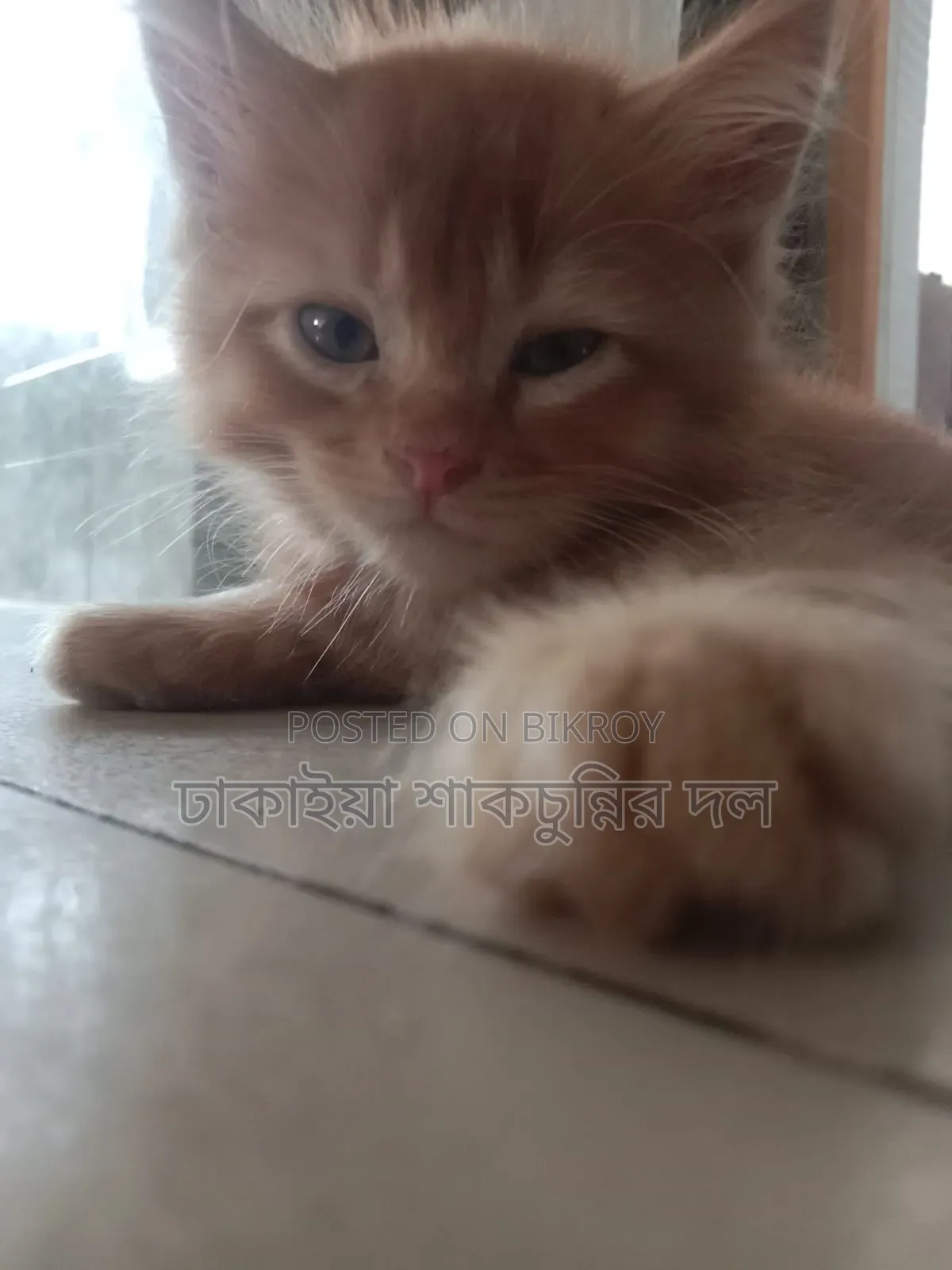 1-3 Months Female Mixed Breed Persian