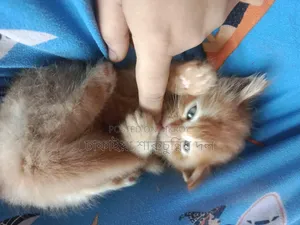 1-3 Months Female Mixed Breed Persian