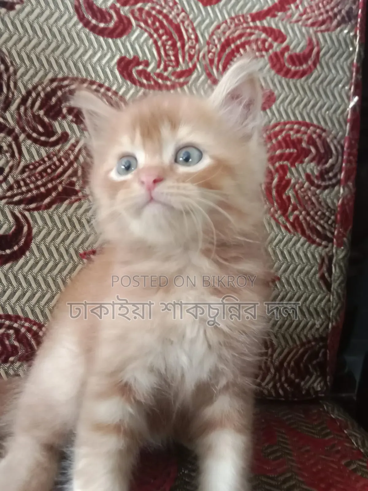 1-3 Months Female Mixed Breed Persian