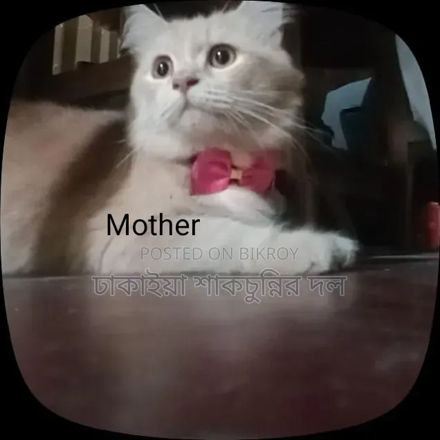 1-3 Months Female Mixed Breed Persian