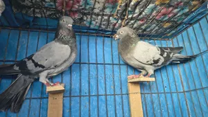 Sobji Giribaj Running Pair