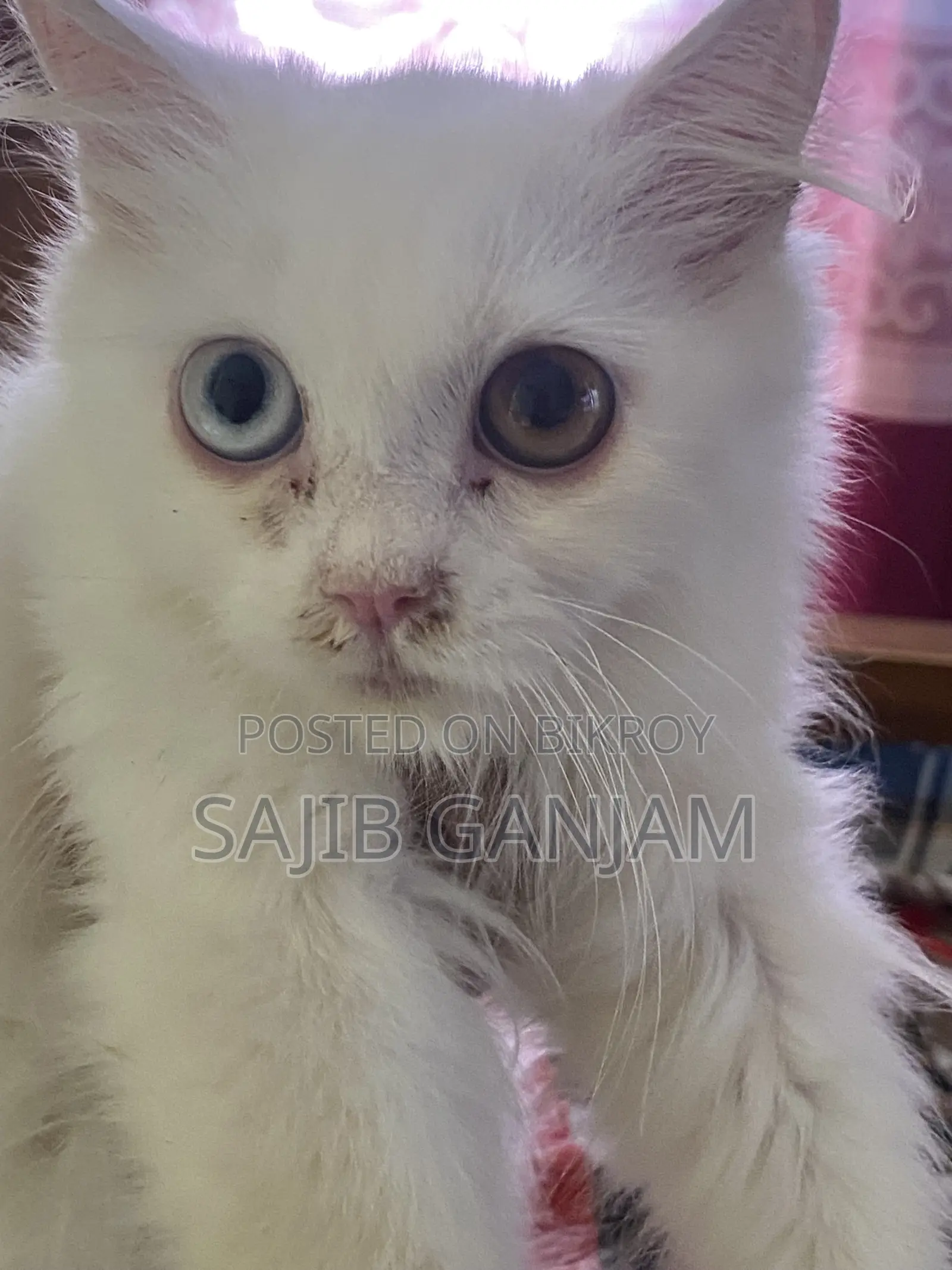 1-3 months Female Purebred Persian