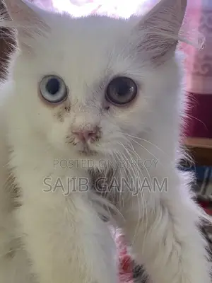 1-3 months Female Purebred Persian