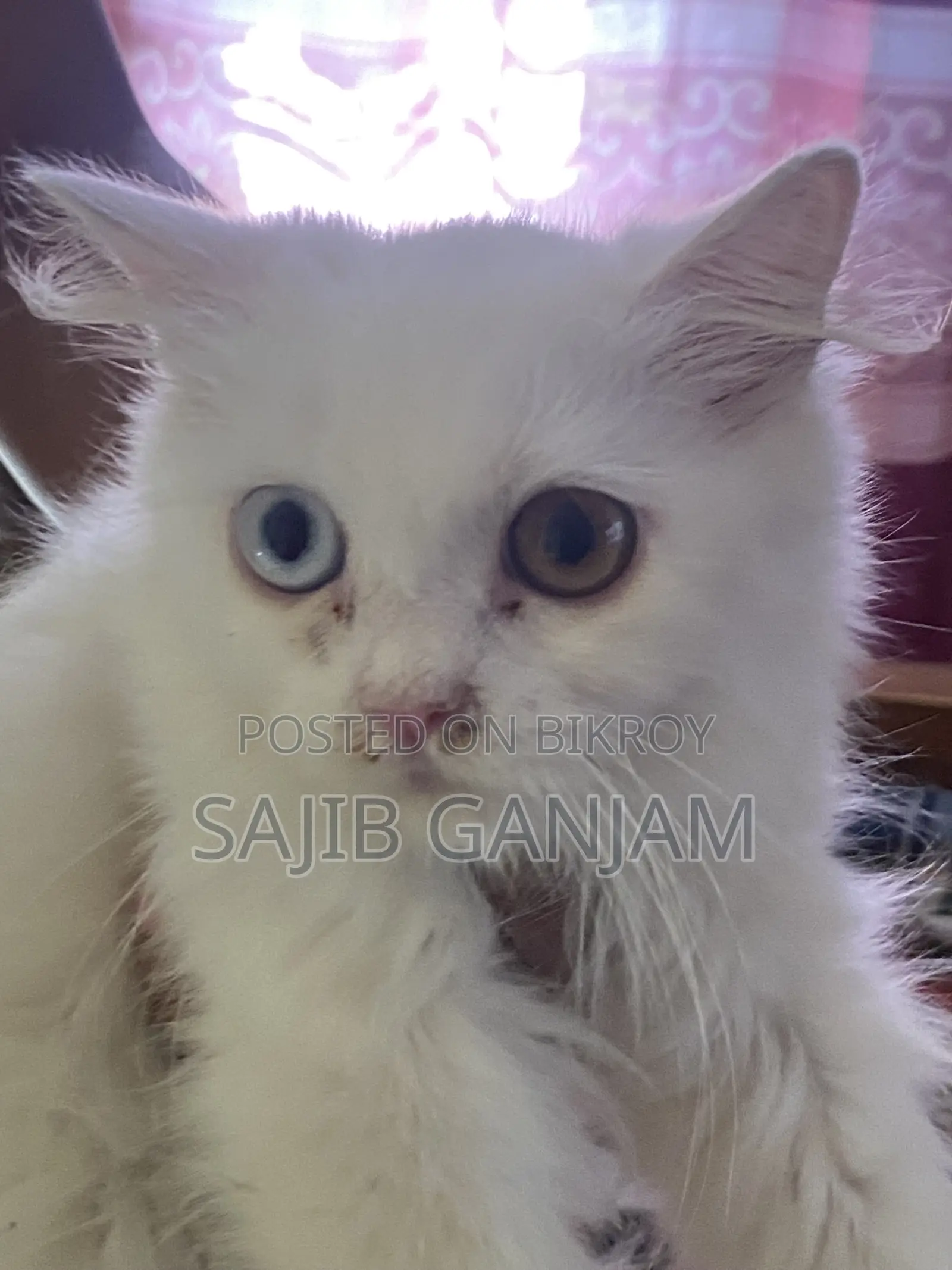 1-3 months Female Purebred Persian