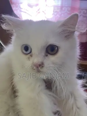 1-3 months Female Purebred Persian