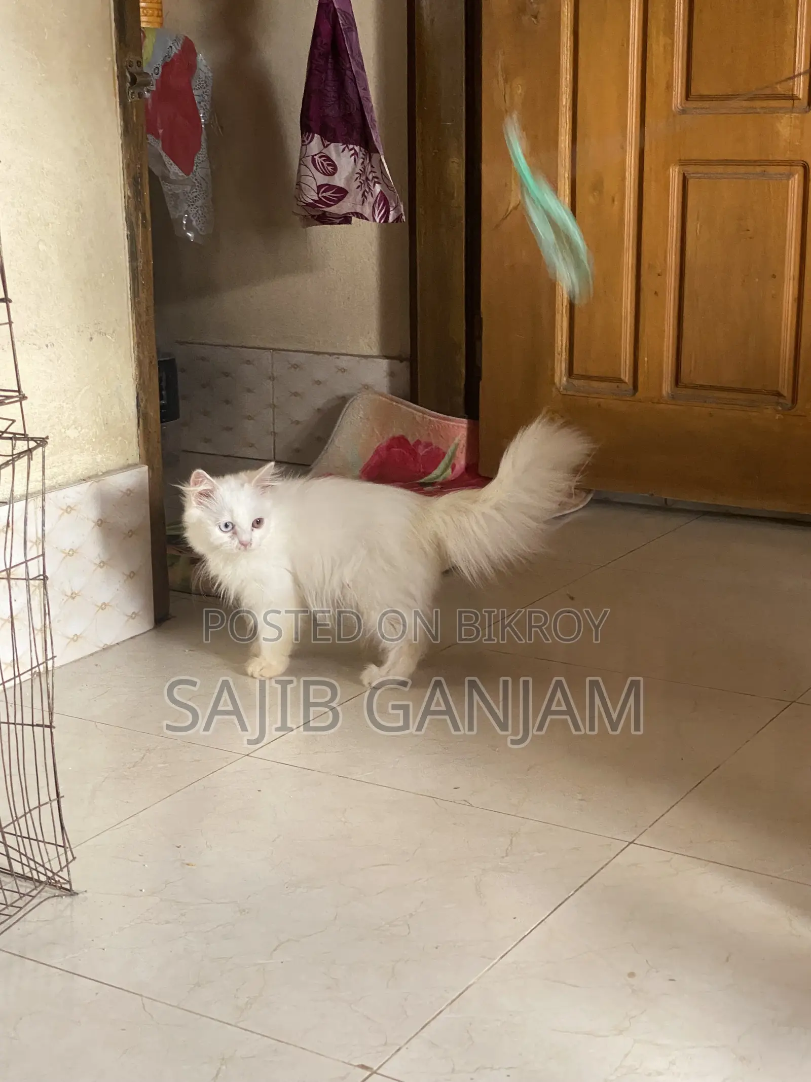 1-3 months Female Purebred Persian