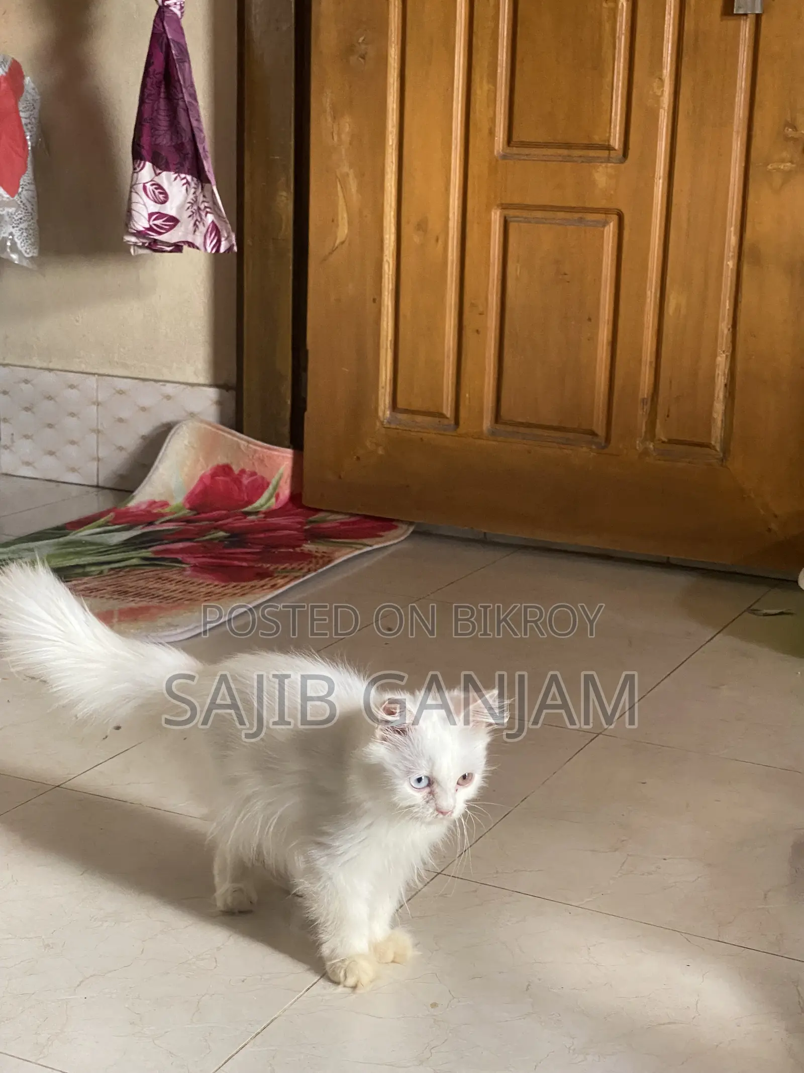 1-3 months Female Purebred Persian