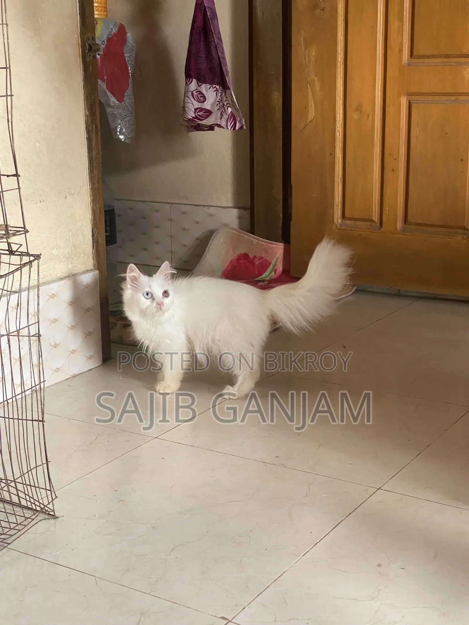 1-3 months Female Purebred Persian