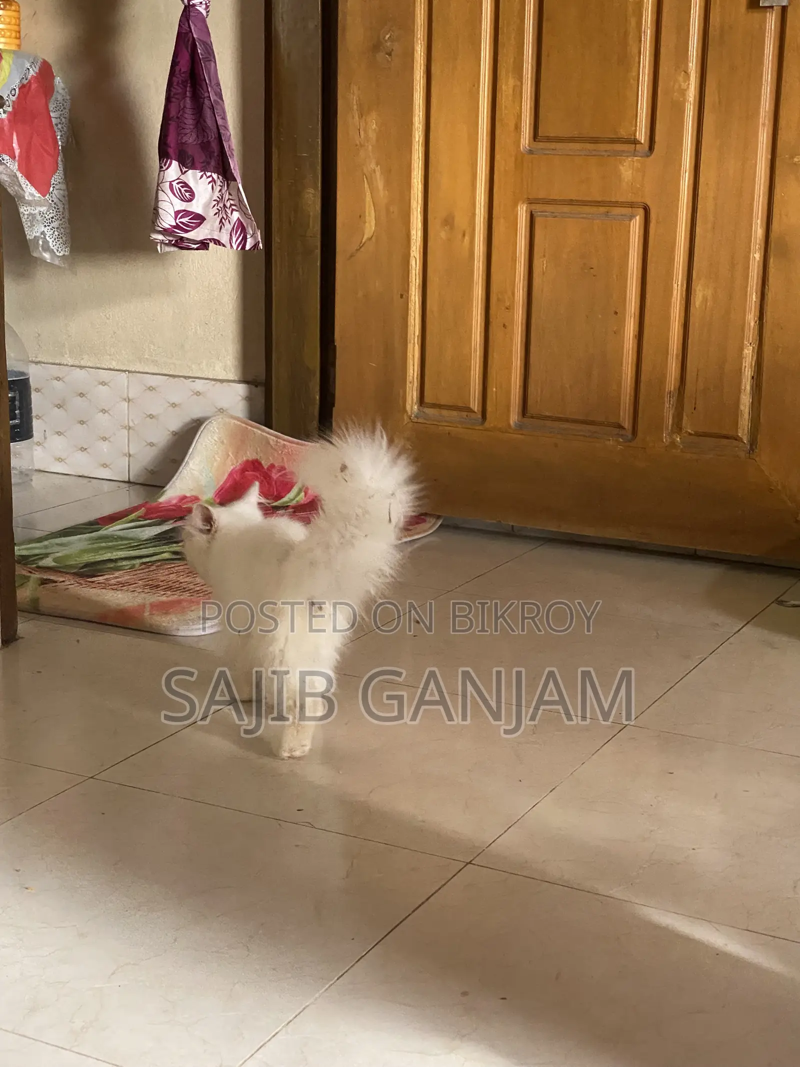 1-3 months Female Purebred Persian