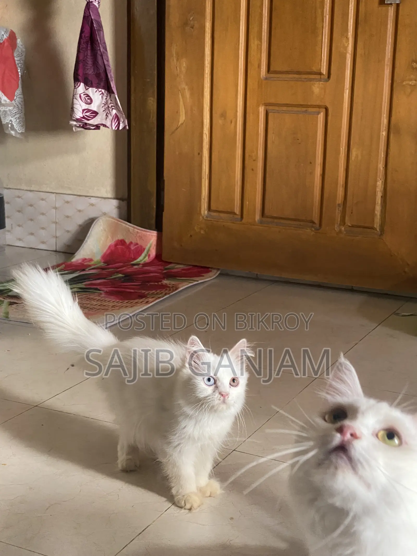 1-3 months Female Purebred Persian