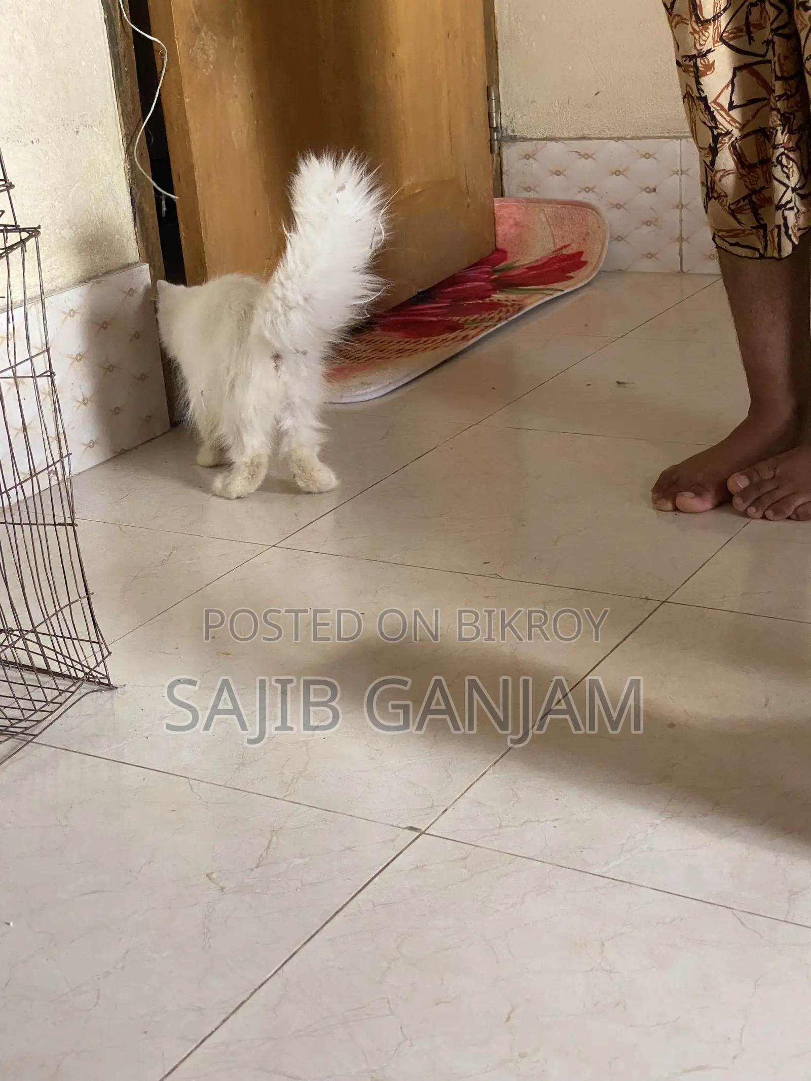 1-3 months Female Purebred Persian