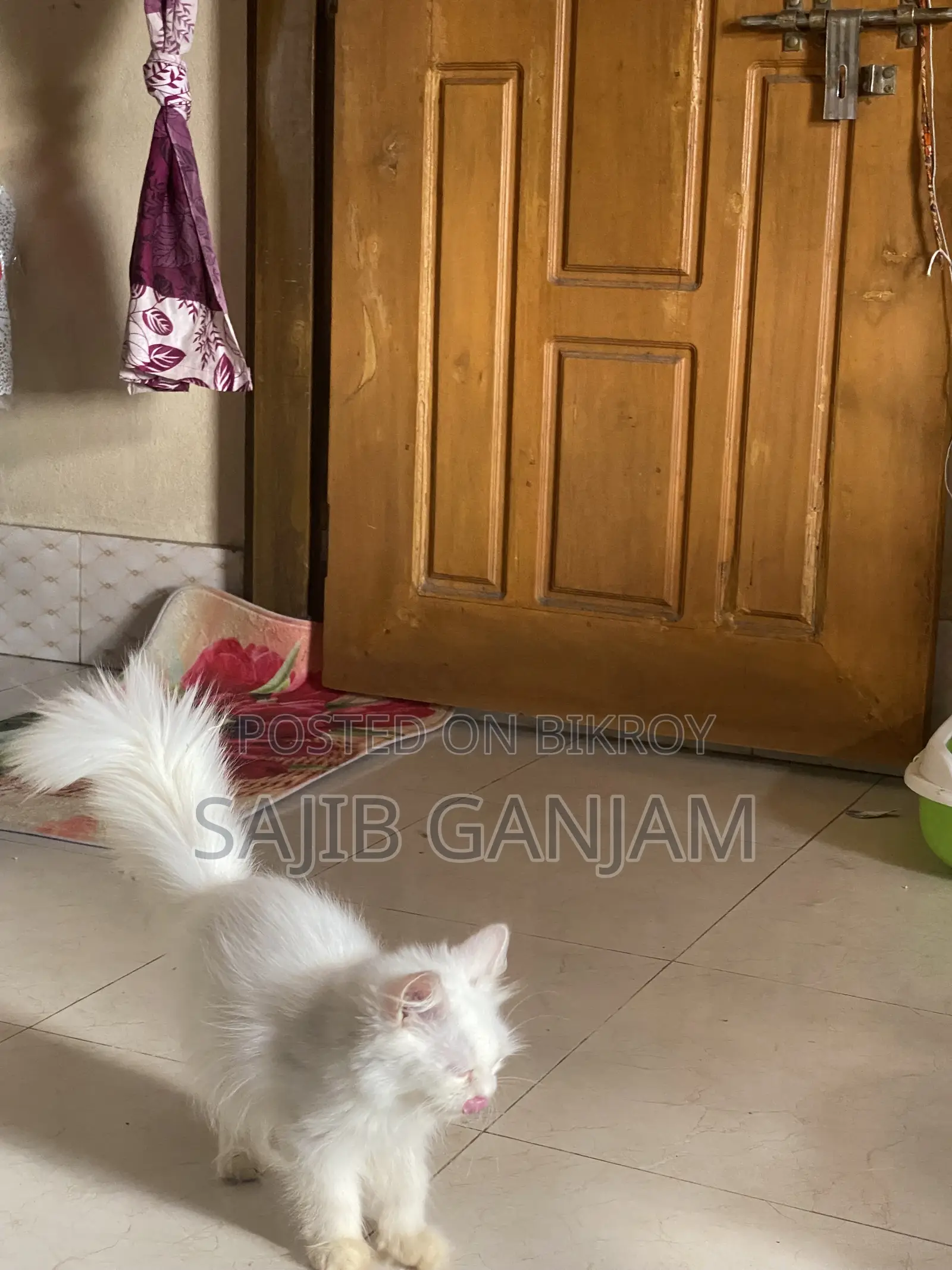 1-3 months Female Purebred Persian