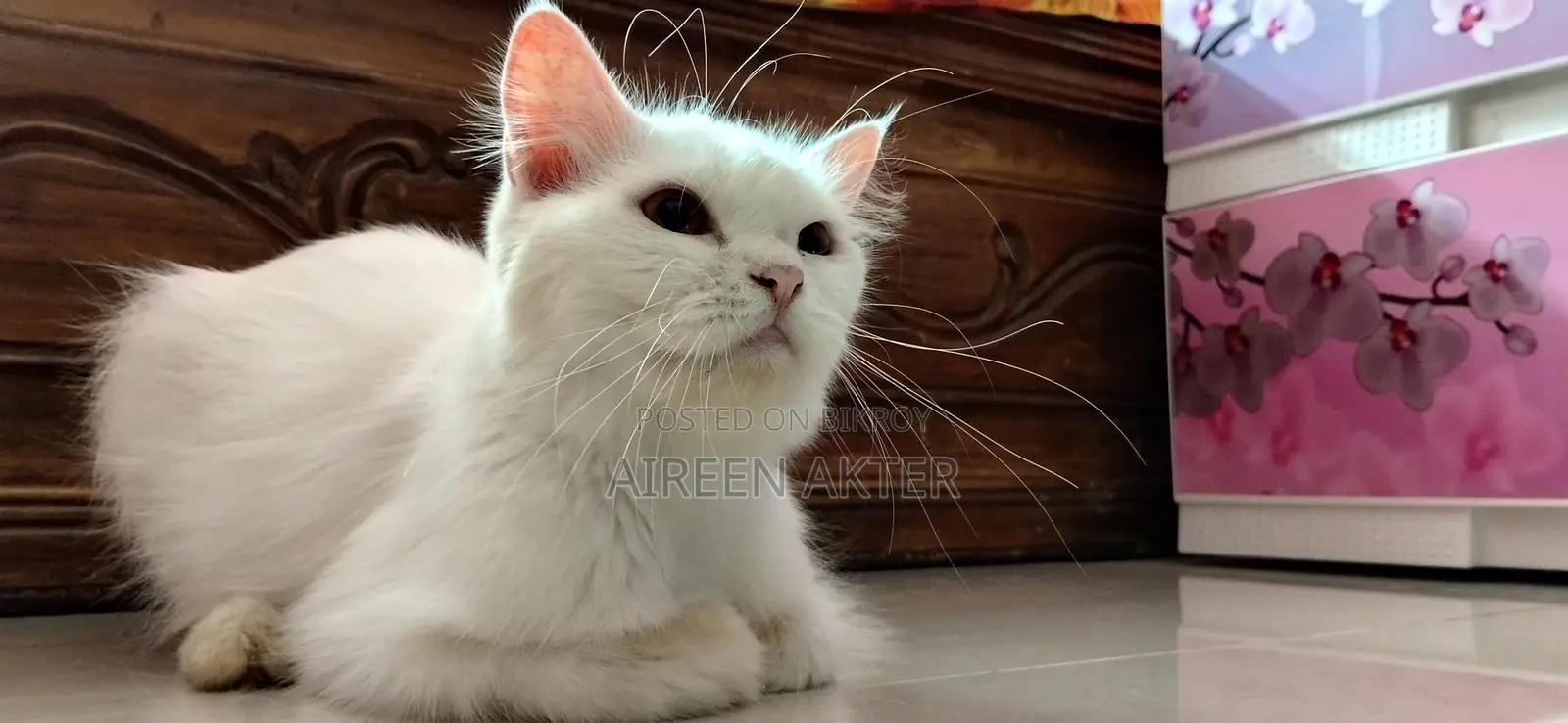 1+ Year Female Mixed Breed Persian
