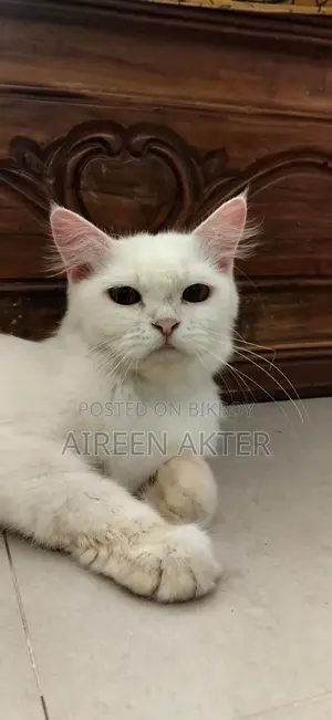 1+ Year Female Mixed Breed Persian