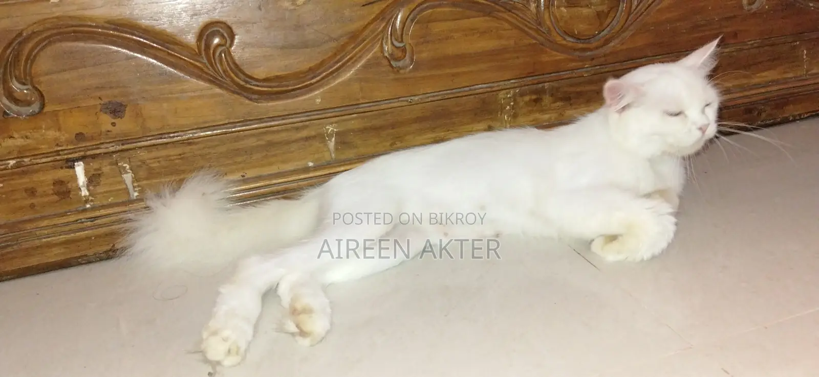 1+ Year Female Mixed Breed Persian