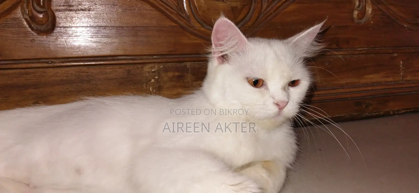 1+ Year Female Mixed Breed Persian
