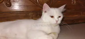 1+ Year Female Mixed Breed Persian