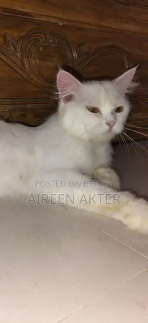 1+ Year Female Mixed Breed Persian