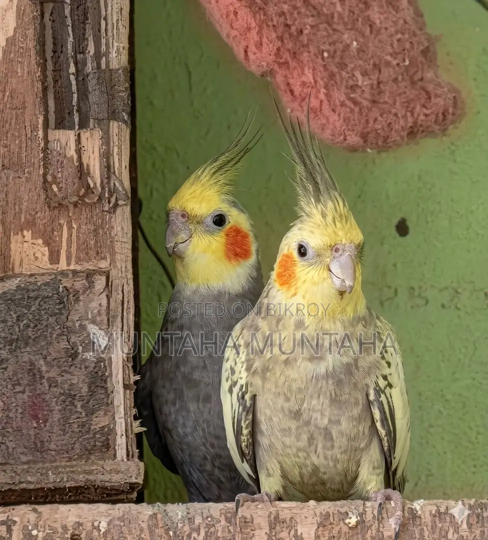 Cockateil Running Pair