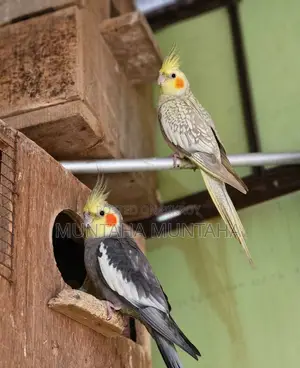 Cockateil Running Pair