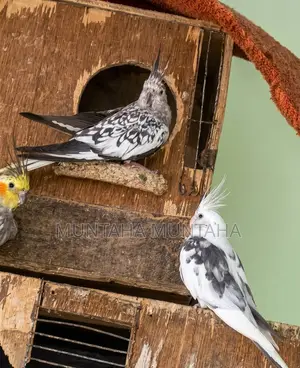 Cockateil Running Pair