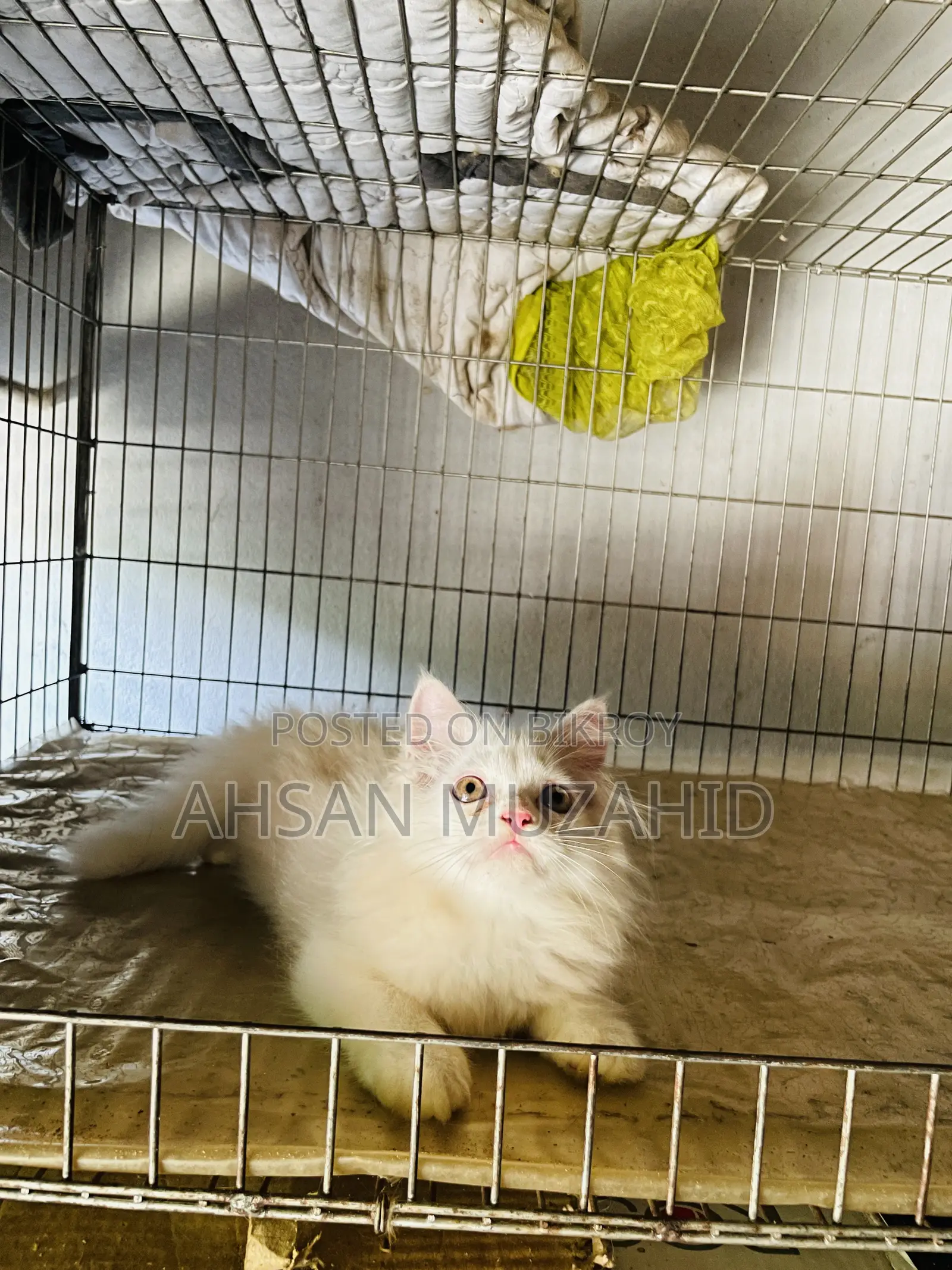 1-3 months Male Purebred Persian