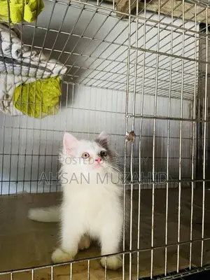 1-3 months Male Purebred Persian