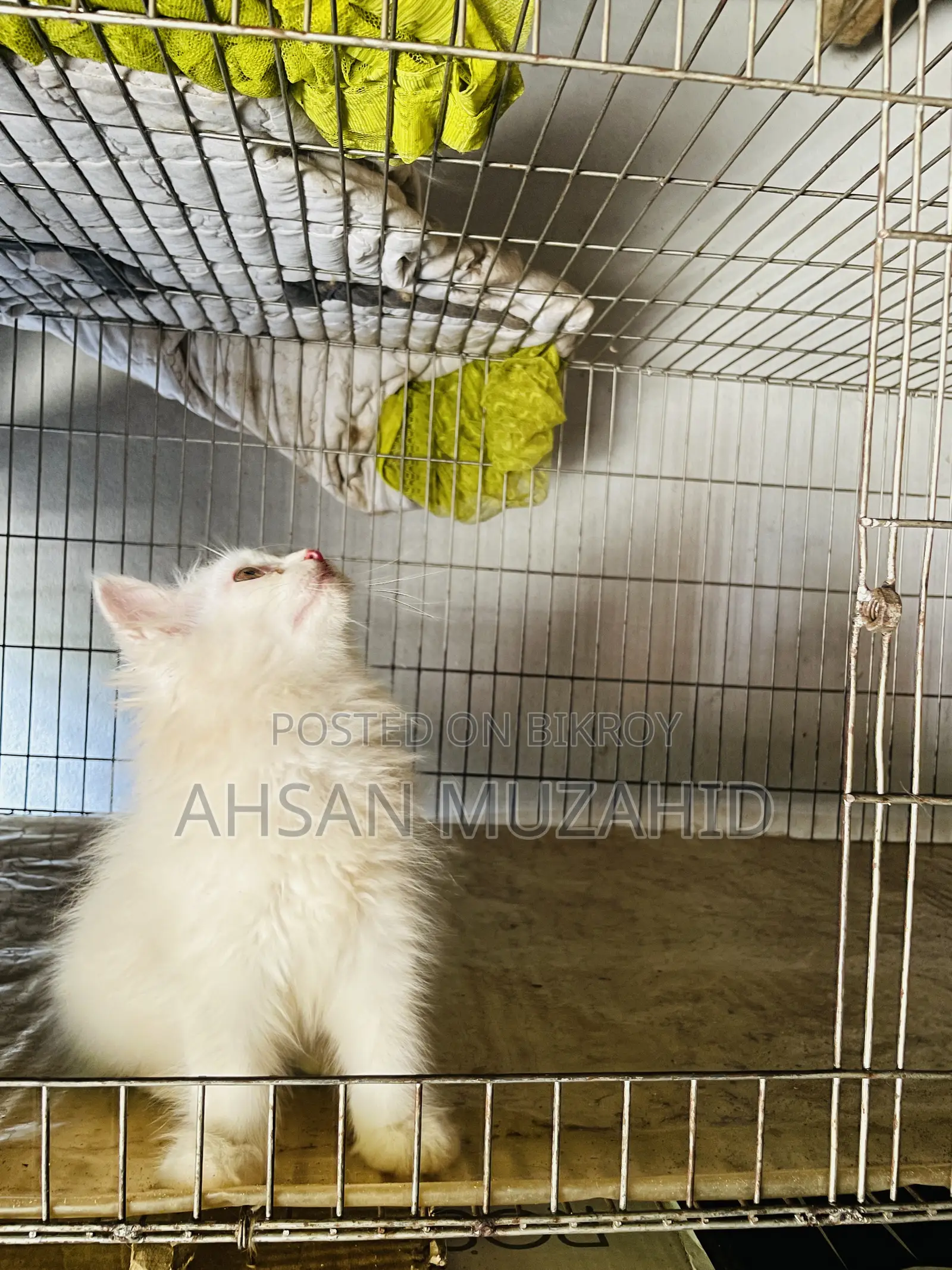 1-3 months Male Purebred Persian