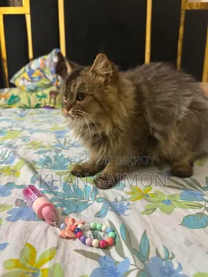 6-12 months Female Purebred Persian