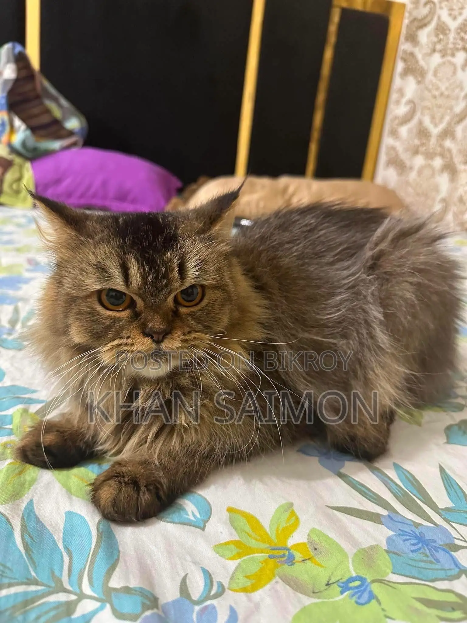6-12 months Female Purebred Persian